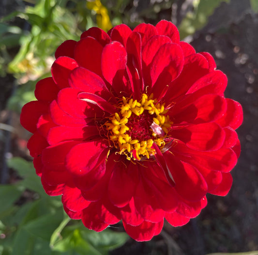 Cherry Queen Zinnia Seeds