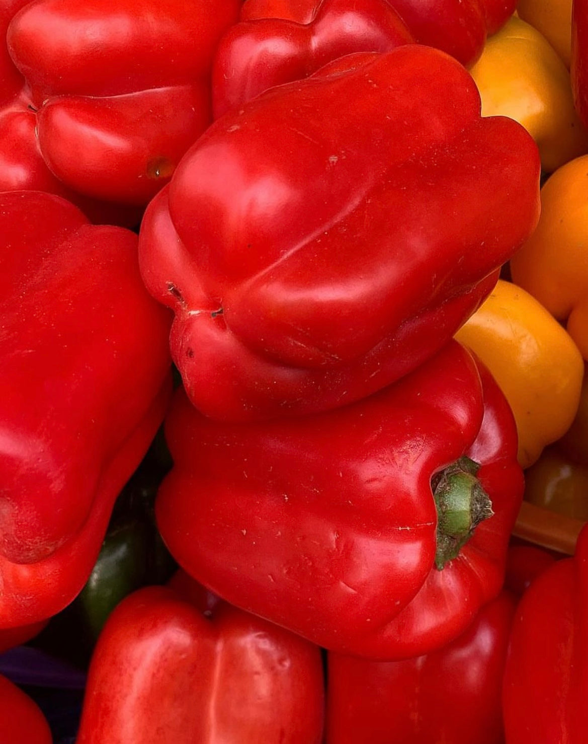 bright red Cal Wonder Bell peppers in red and orange