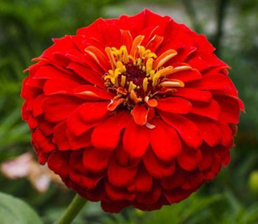 Scarlet Red Zinnias | Heirloom Flower Seeds