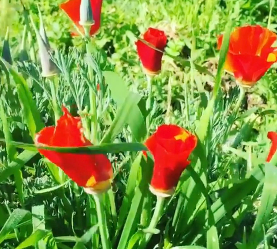 group of Red Chief California Poppy flowers near bloom