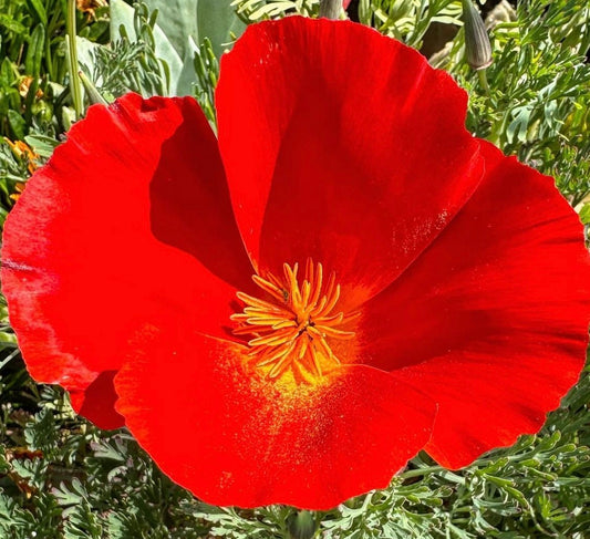 top view of California Poppy Red Chief Flower bloom with green foliage background