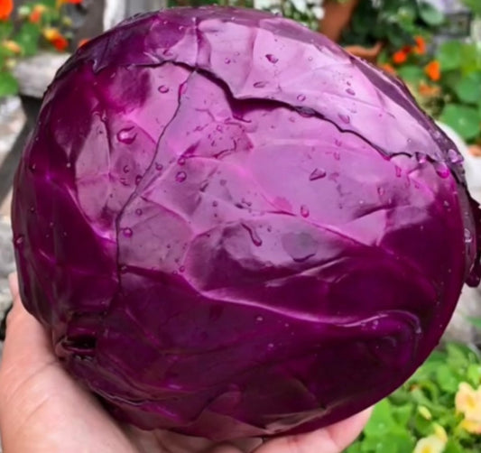 Red Express Cabbage Seeds