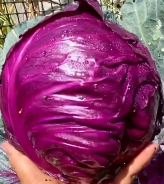 Red Acres Cabbage