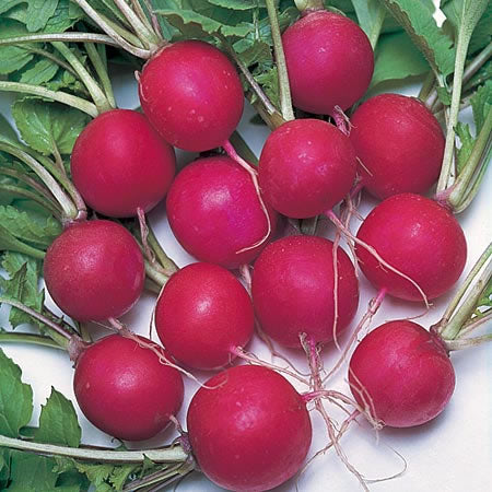 Pink Beauty Radish Seeds