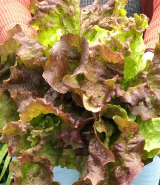 Red Sails Lettuce Seeds