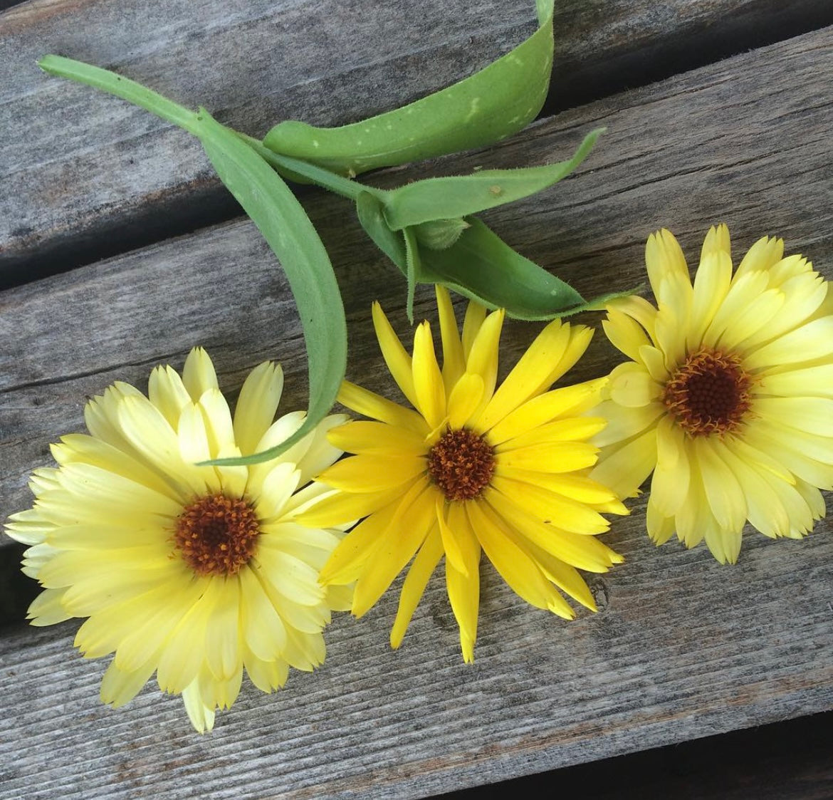 Resina Calendula