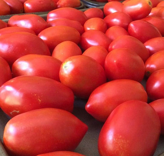 group of Amish Paste Tomatoes sitting on baking sheet