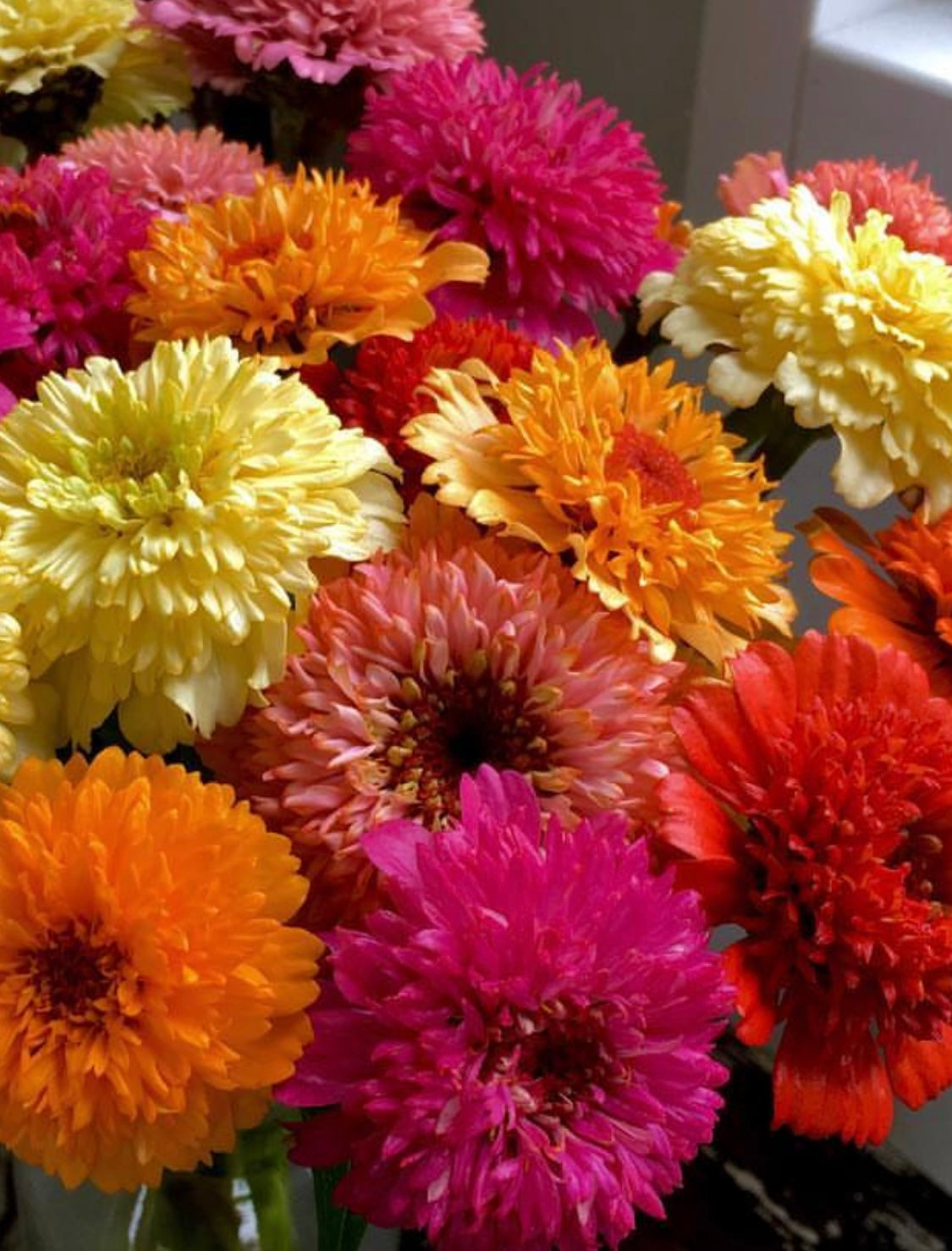 Scabiosa Zinnia Mix