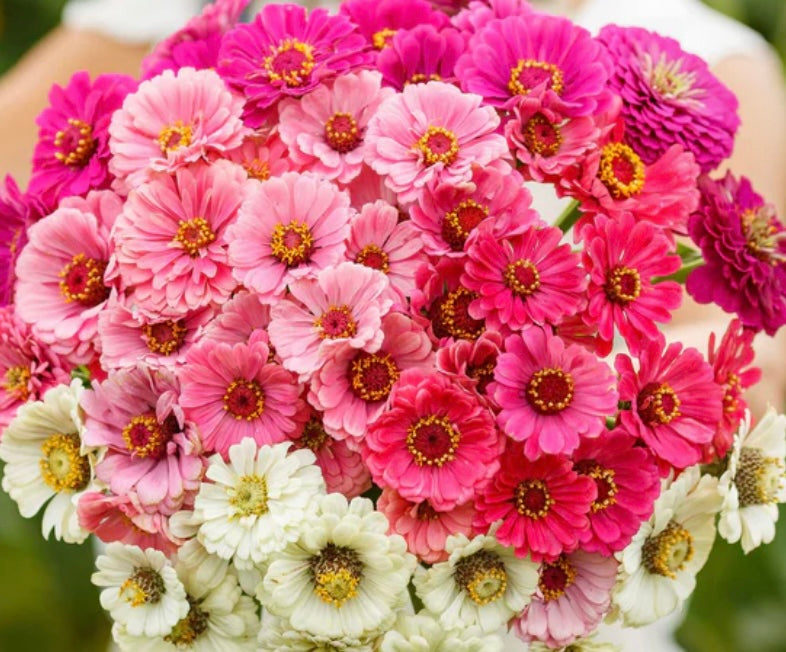 Show Stopper Pinks Zinnia Mix | Heirloom Flower Seeds