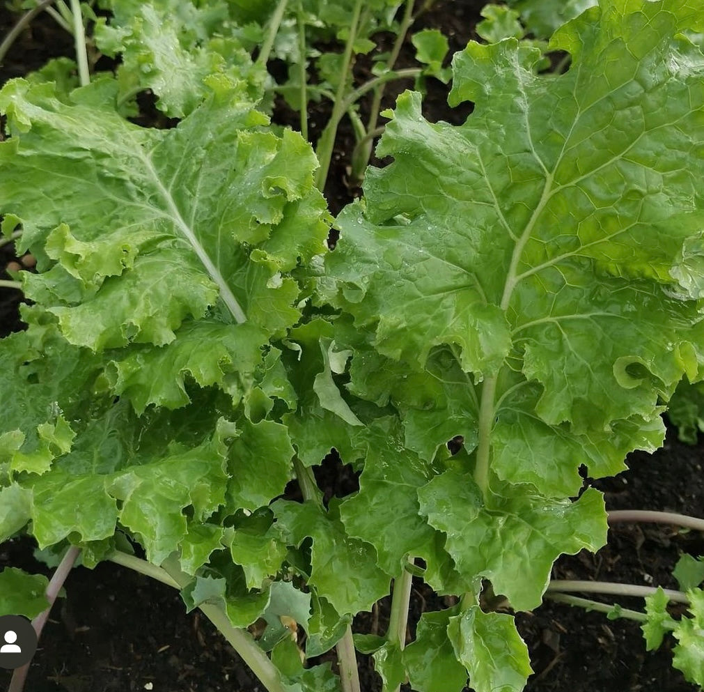 Siberian Kale