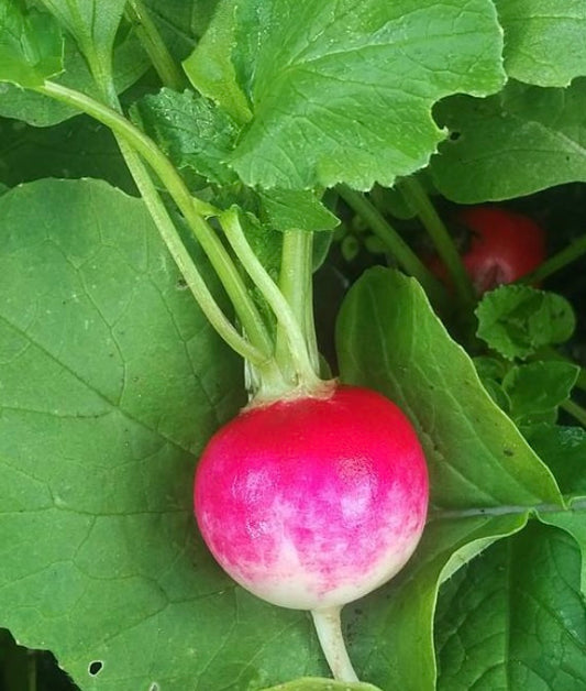 Sparkler Radish