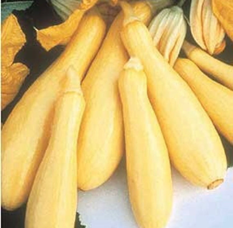 photo of harvested early prolific straightneck summer squash in yellow