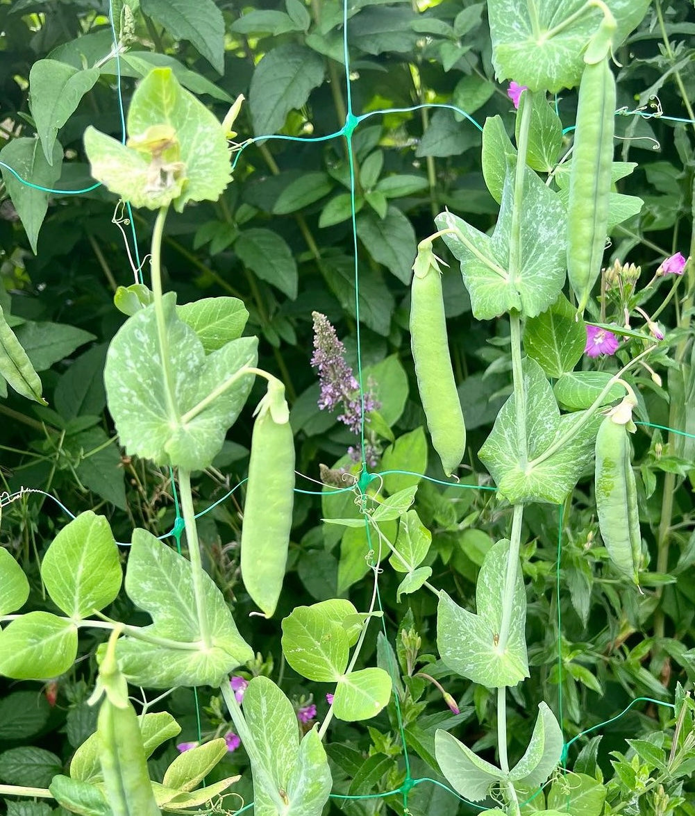 Sugar Ann Snap Pea