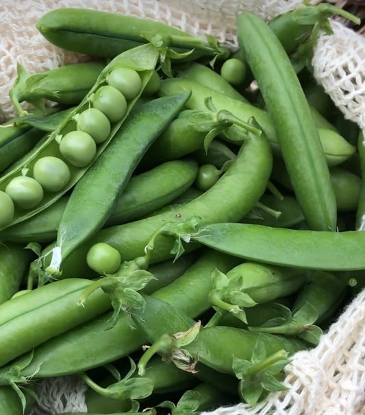 Sugar Ann Snap Pea