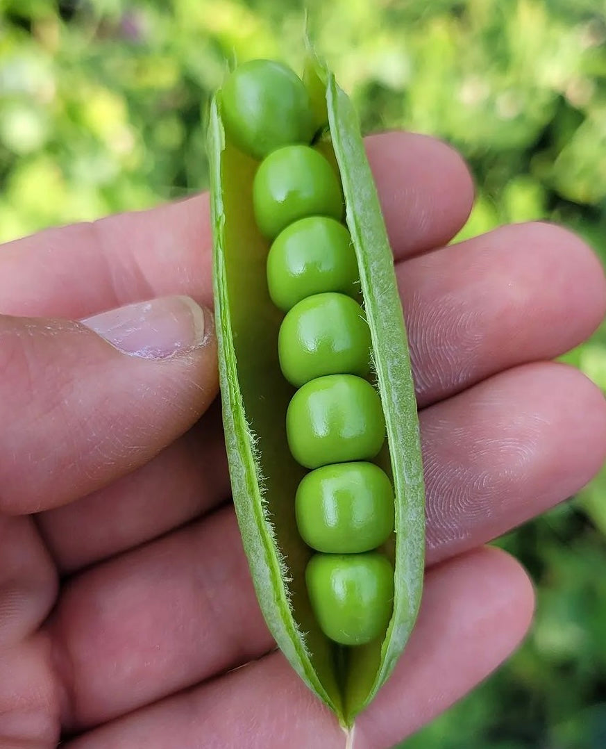 Sugar Daddy Snap Pea