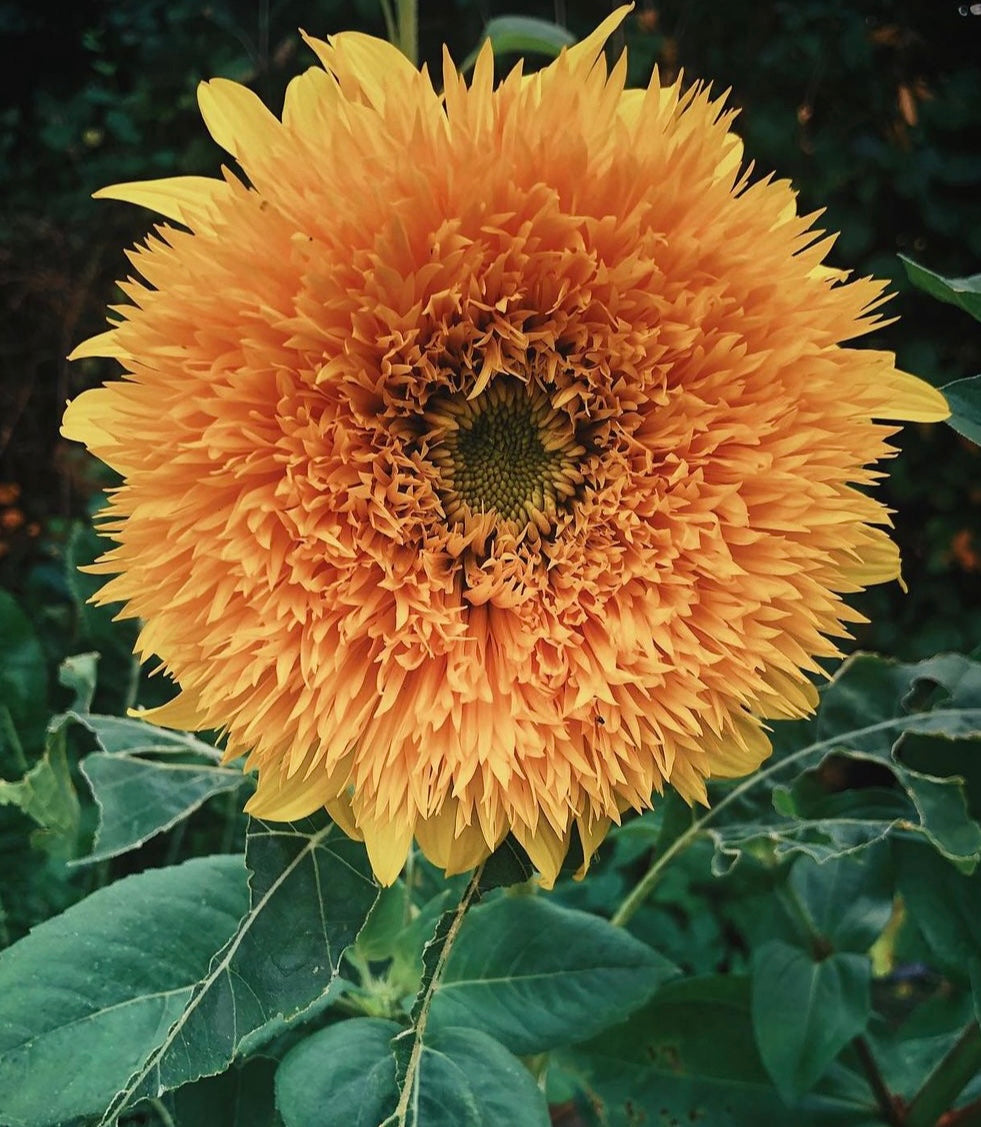 close up of fluffy yellow sunflower bloom with green leaves