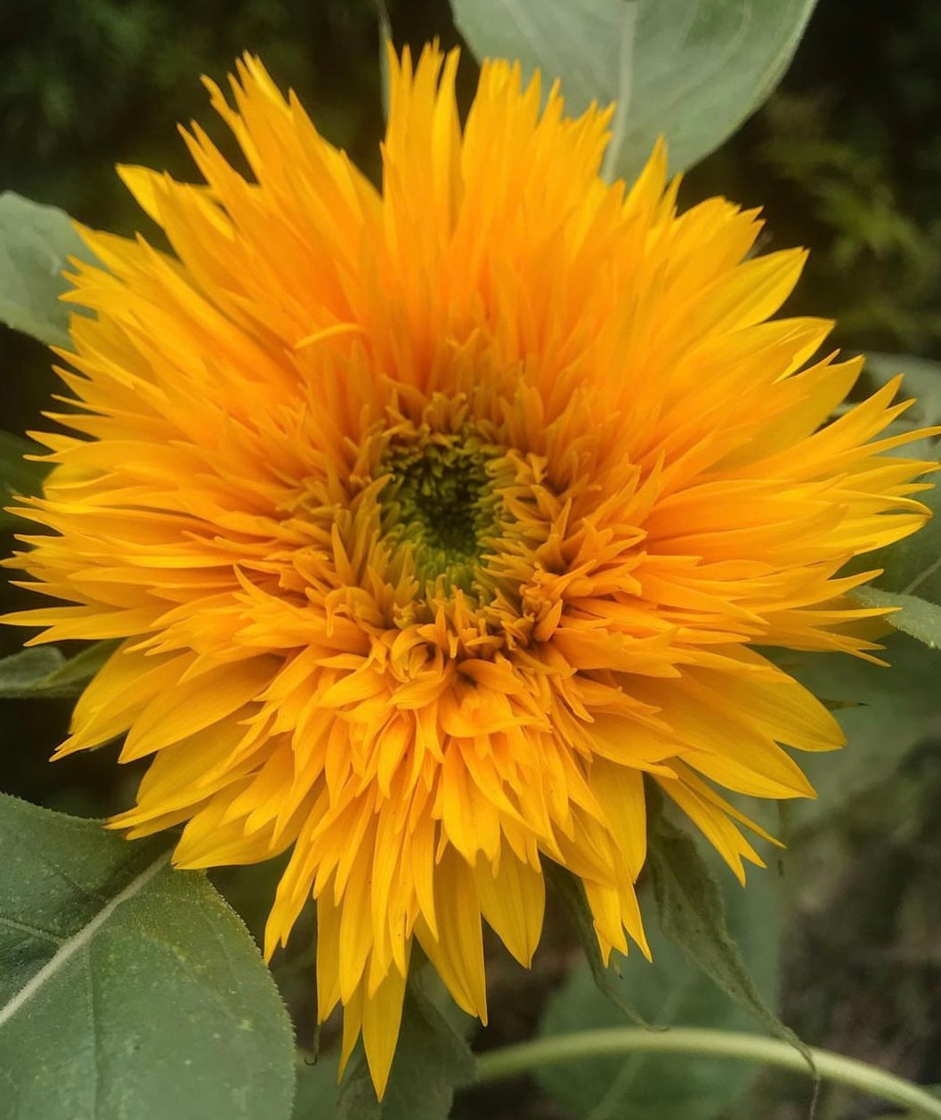 close up of fluffy yellow sunflower bloom with green leaves