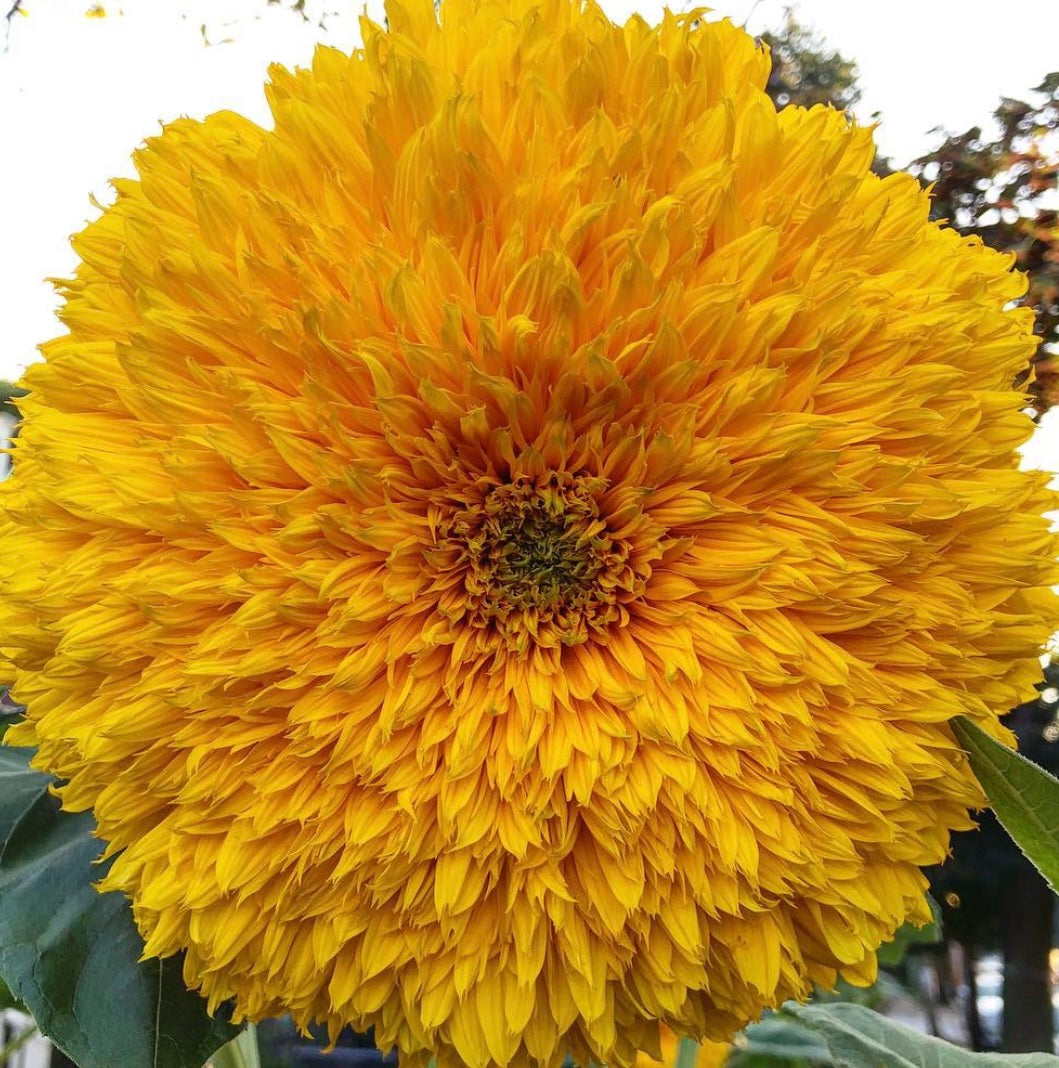 close up of fluffy yellow sunflower bloom with green leaves