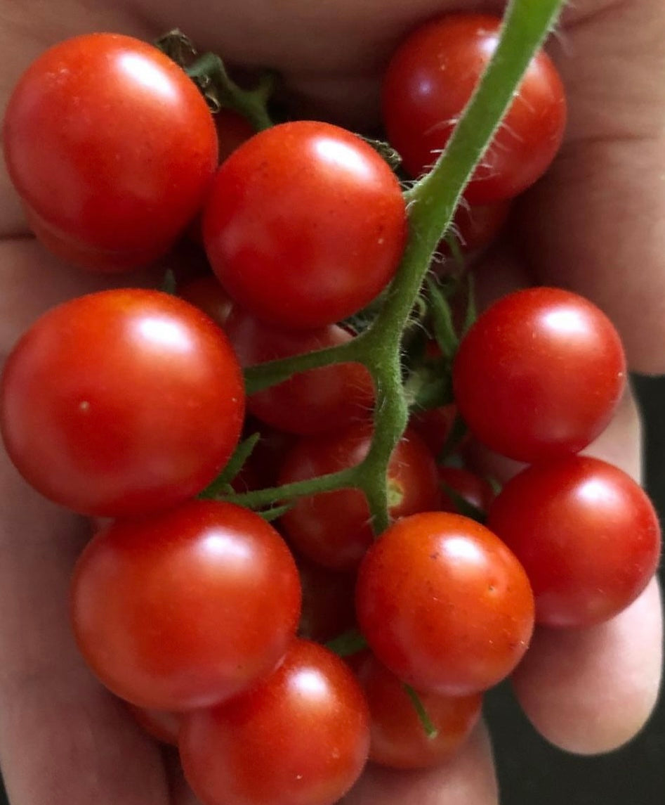 Sweetie Cherry Tomato