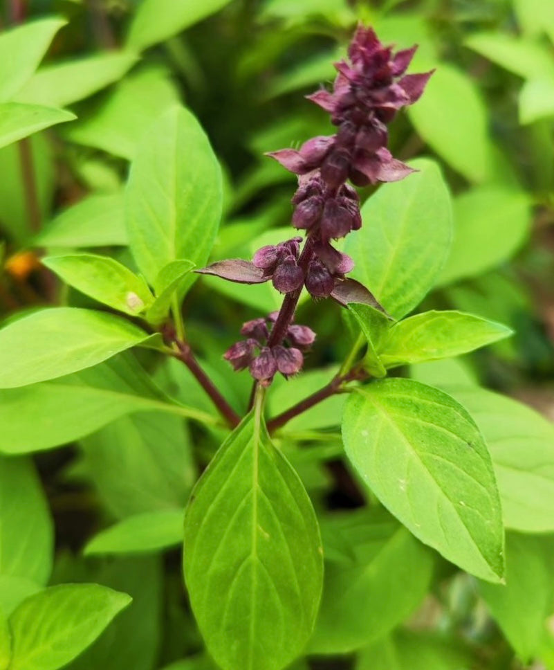 Sweet Thai Basil