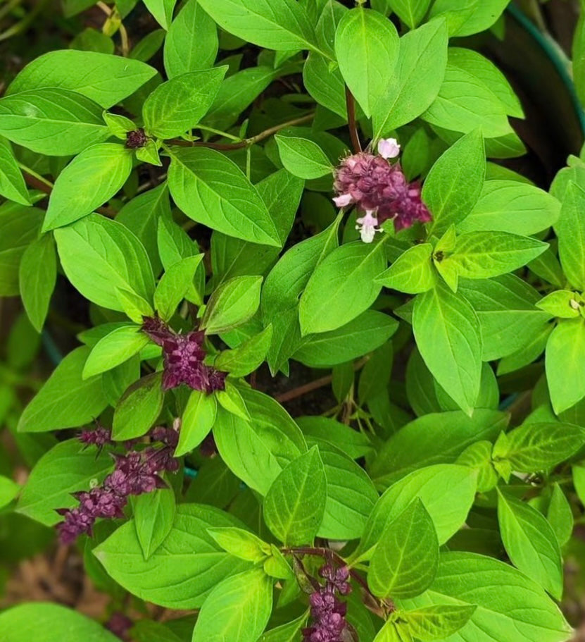 Sweet Thai Basil