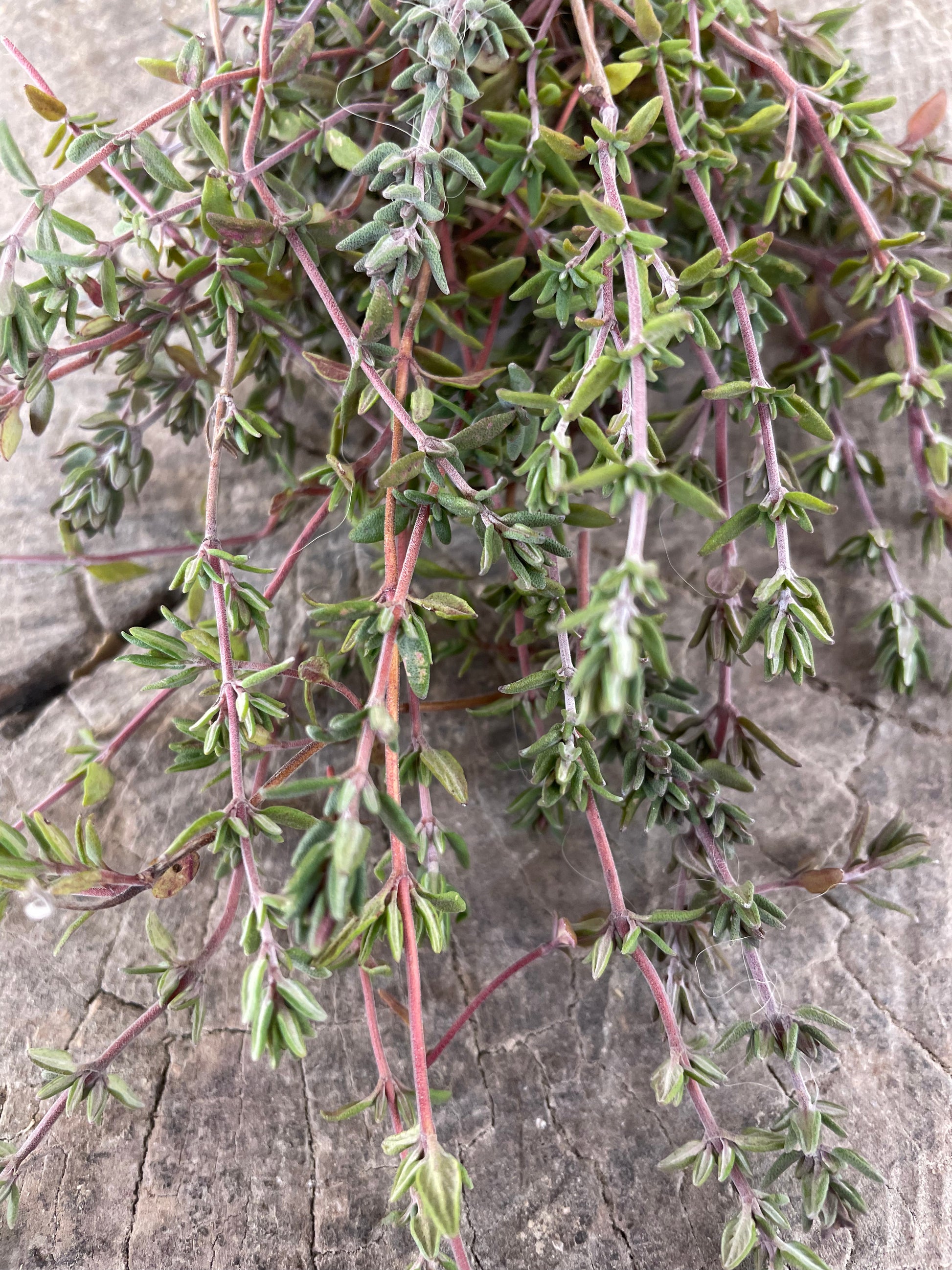 cut english thyme on a wooden background'