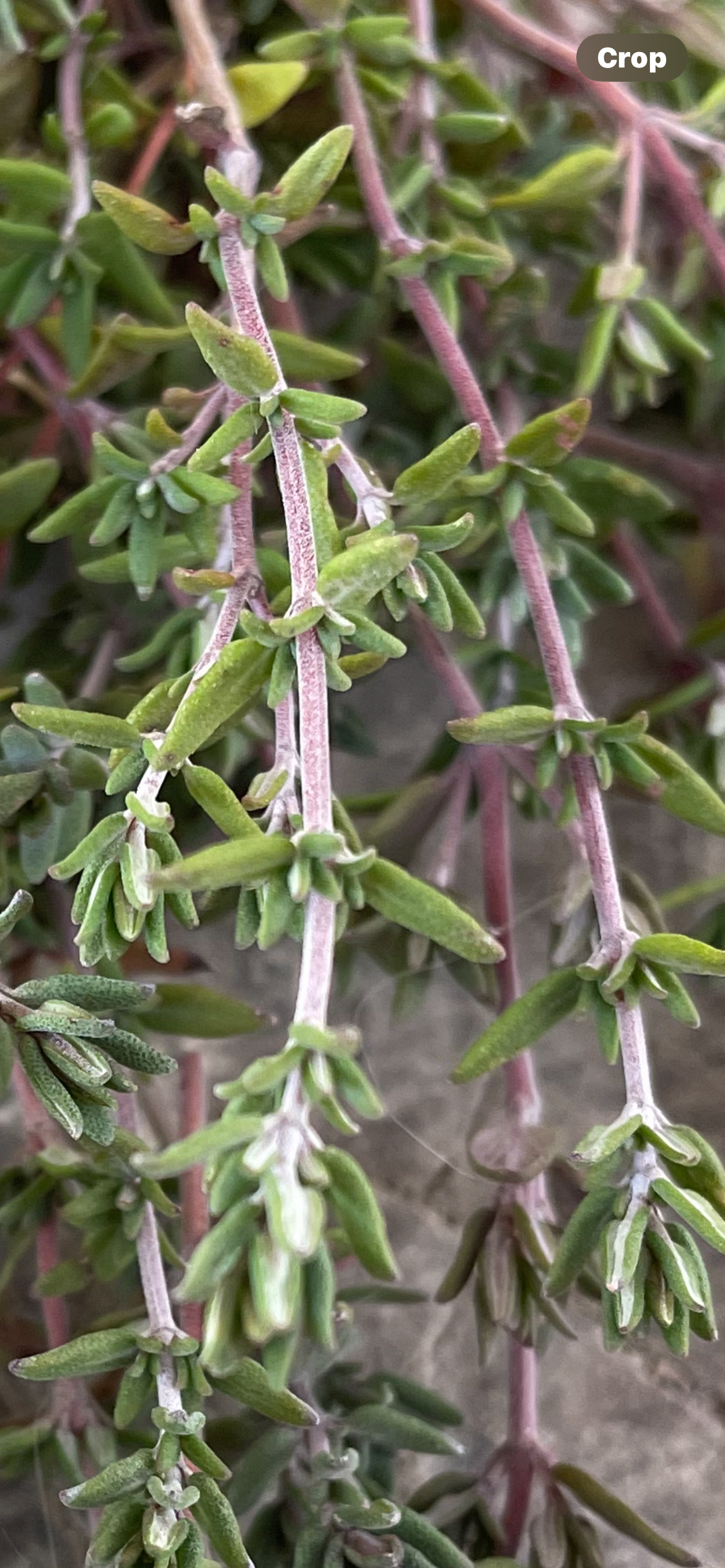 close up of english thyme plant