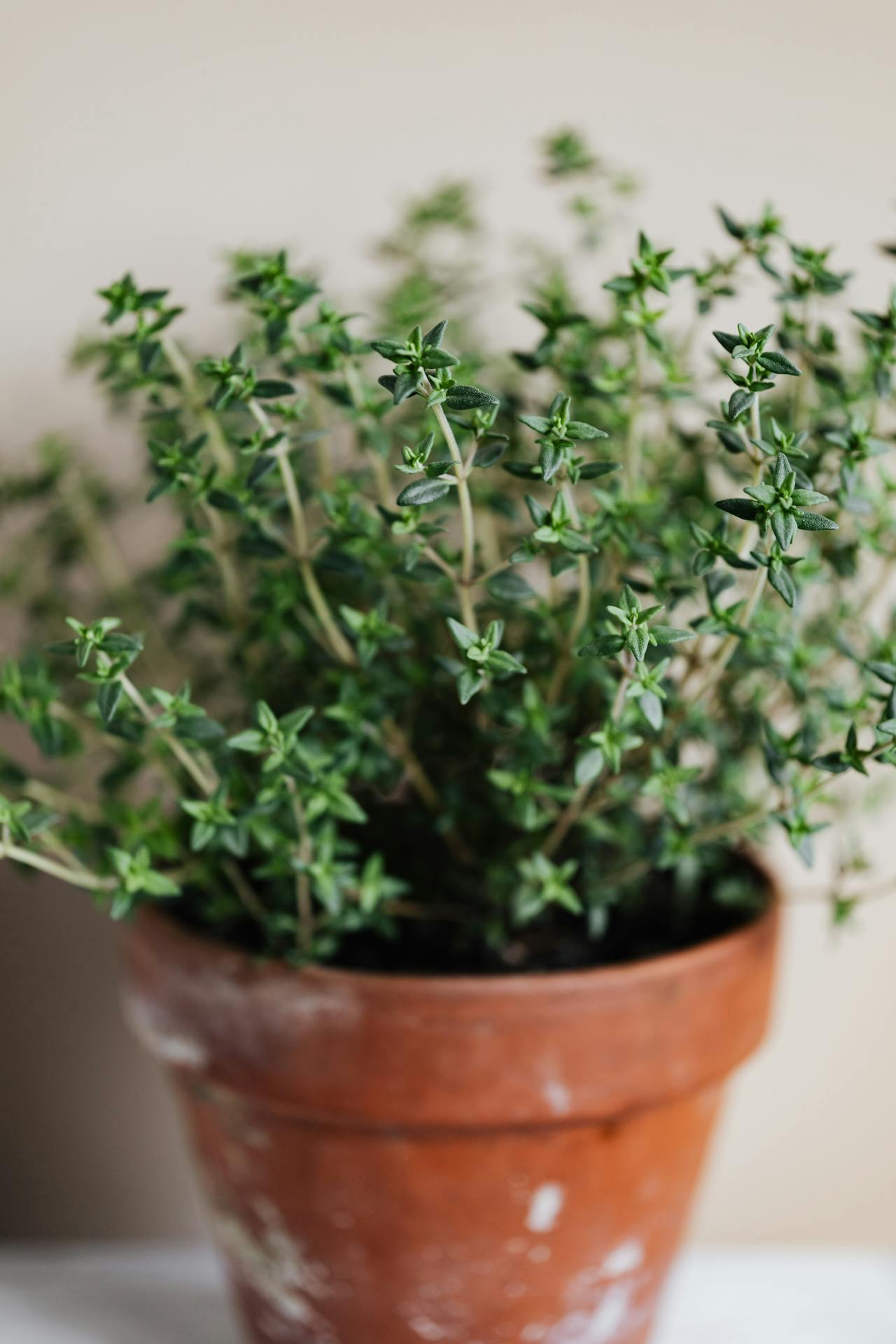 healthy green english thyme plant in orange pot