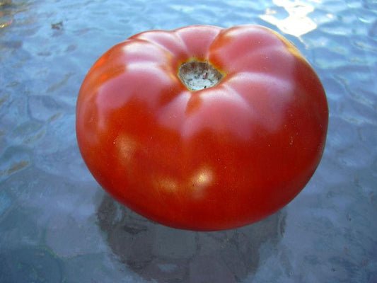 Red Brandywine Beefsteak Tomato Seeds