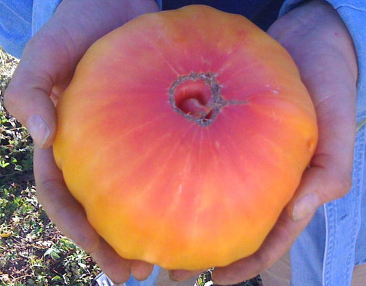 Hawaiian Pineapple Beefsteak Tomato seeds