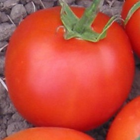 Homestead Heirloom tomato seeds