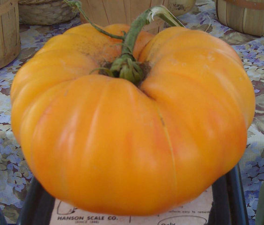 Amana Orange Beefsteak Tomato Seeds