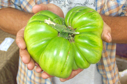 Heirloom tomato seeds 