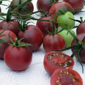 group of black cherry tomatoes on vine