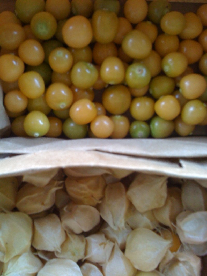 goldie golden ground cherry seeds