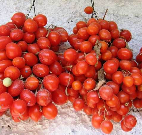 Principe Borghese Heirloom Tomato Seeds