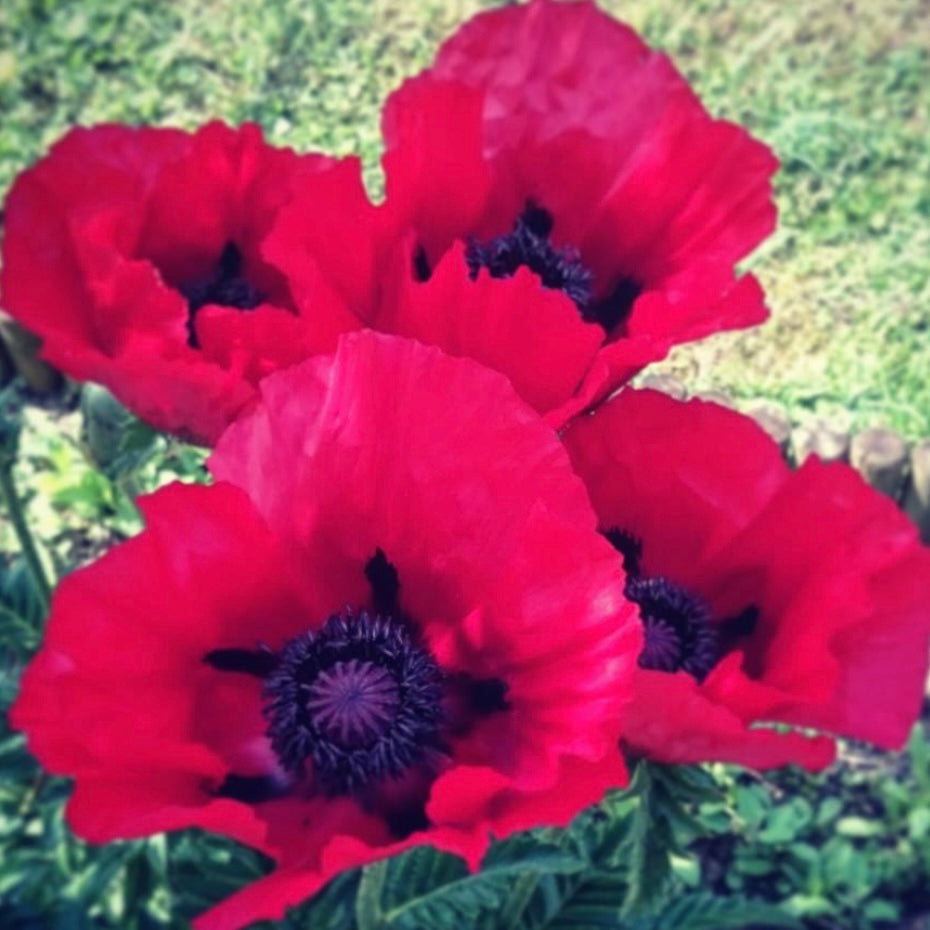 Turkish Poppy