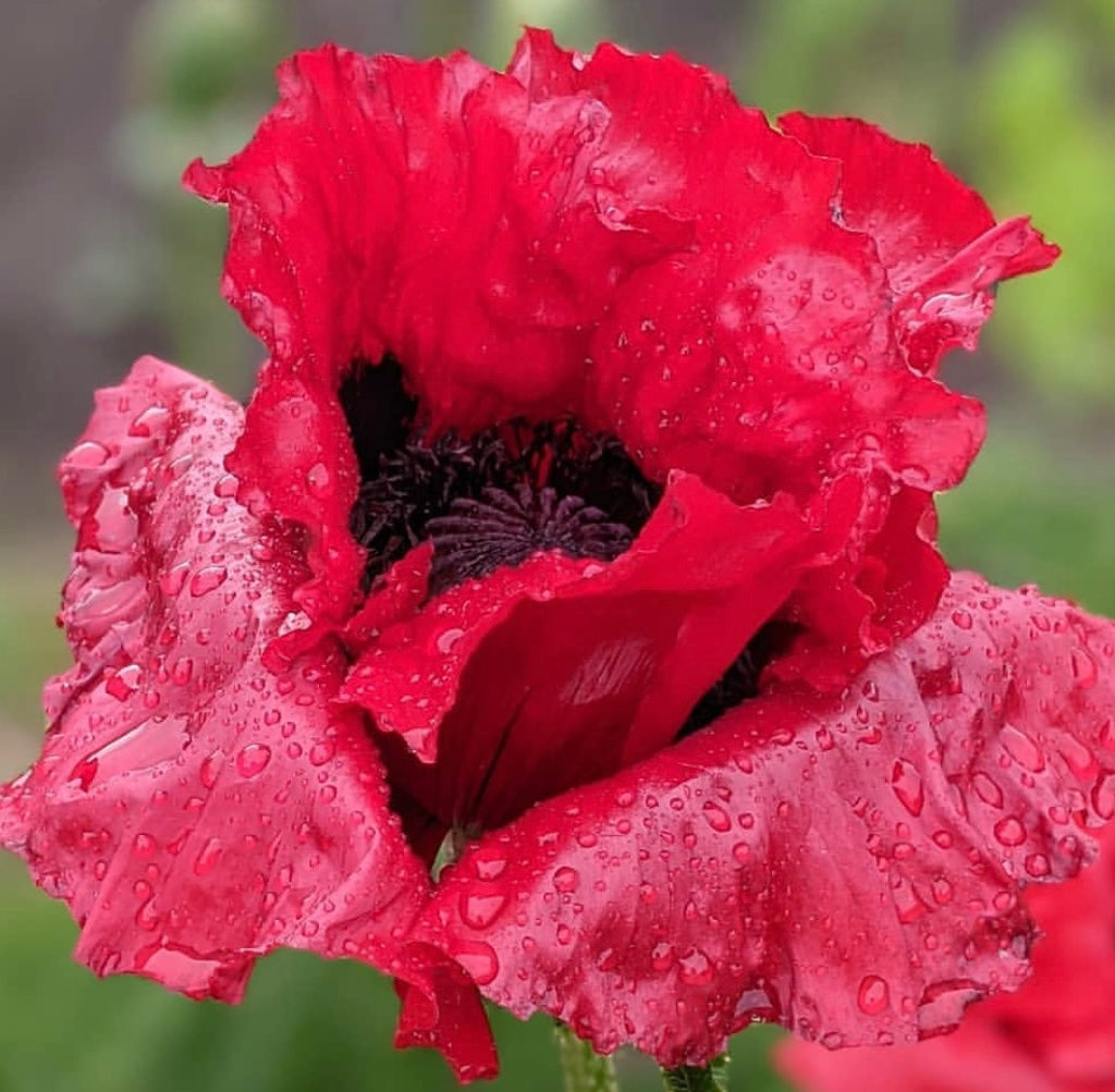 Turkish Poppy