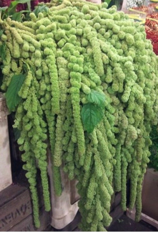 Virdis Amaranth (Copy)