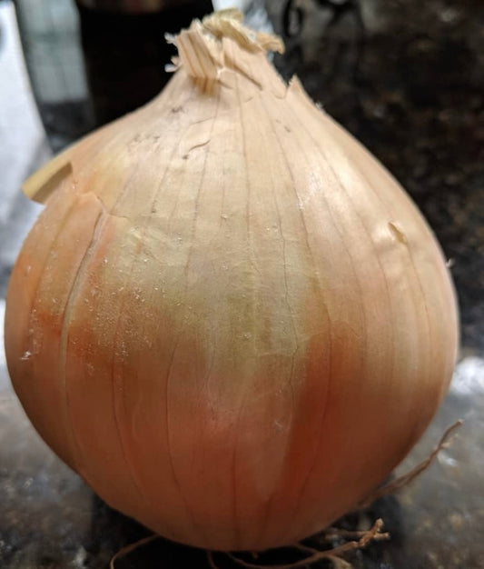 Walla Walla Onion