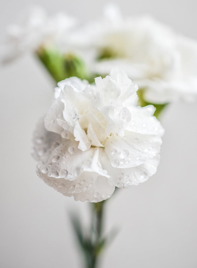 Jeanne Dionis Carnation