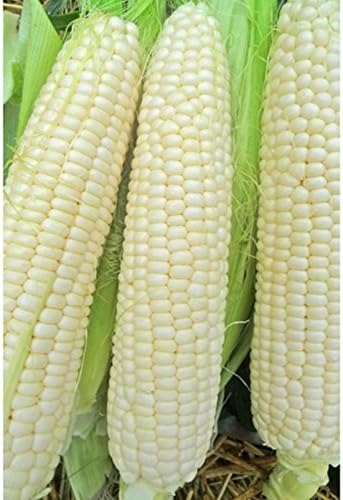 Luther Hill White Corn Seeds