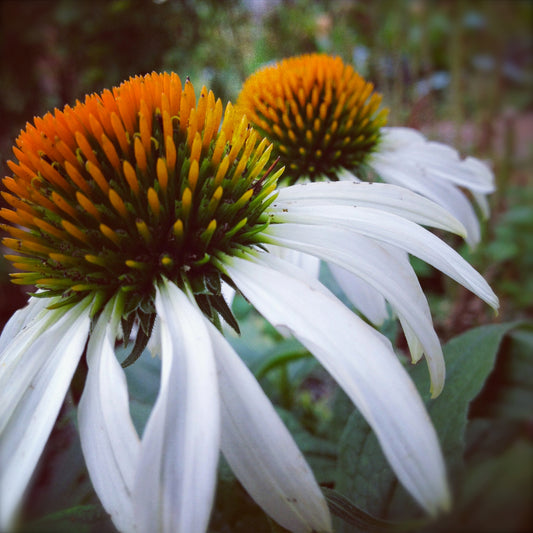 White Swan Echinacea Seed