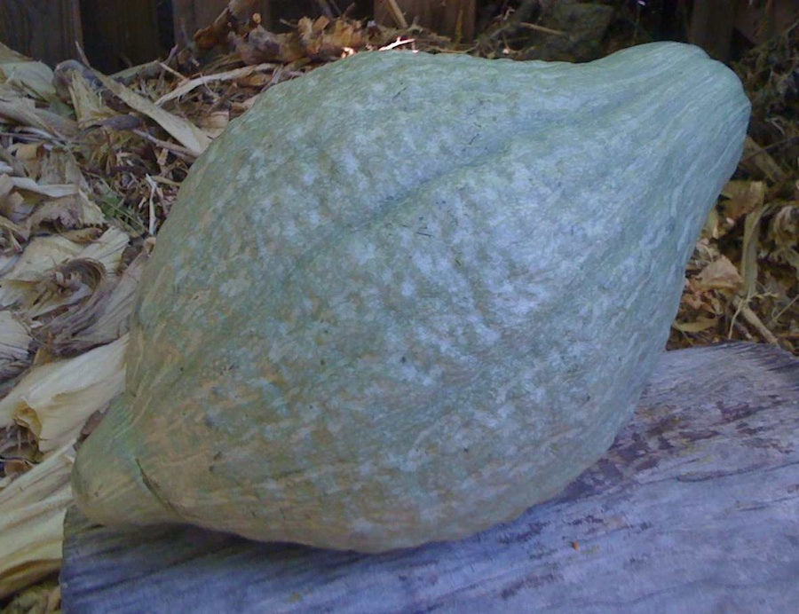 Baby Blue Hubbard Squash Seeds