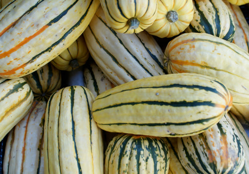 honeyboat delicata winter squash seeds